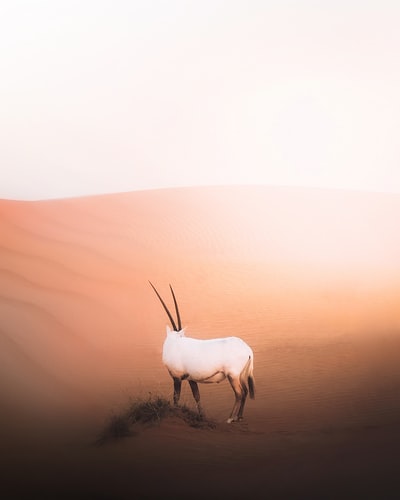 The white animals in the desert during the day
